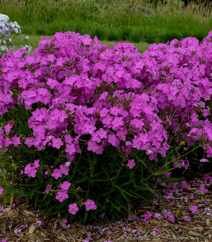 Phlox hybrid 'Opening Act Ultrapink'
