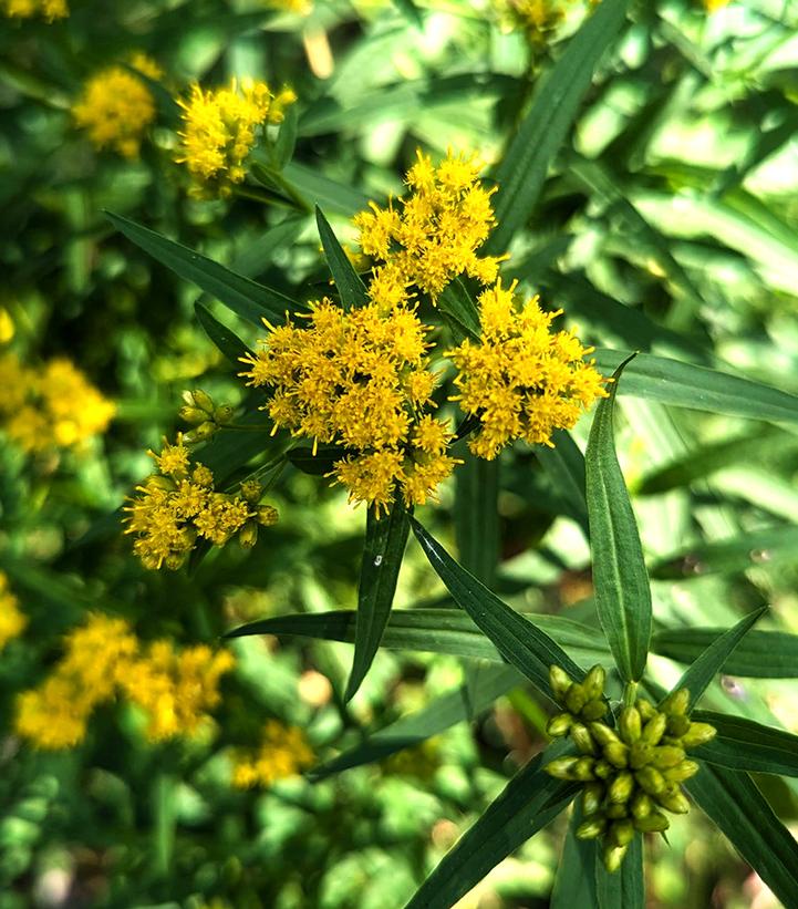Solidago graminifolia 