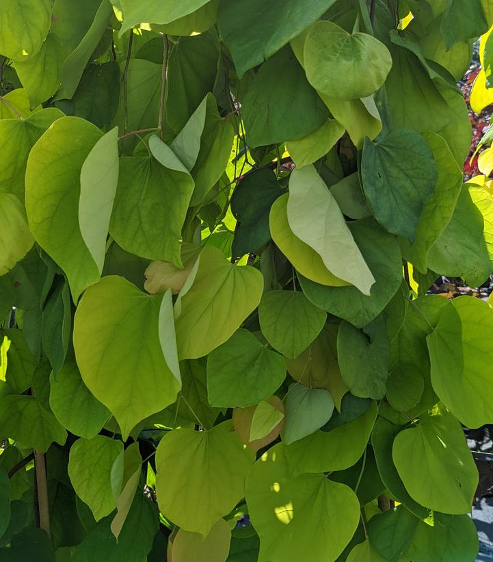Cercis canadensis Golden Falls®
