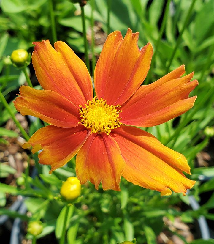 Coreopsis x Li'l Bang™ 'Darling Clementine'