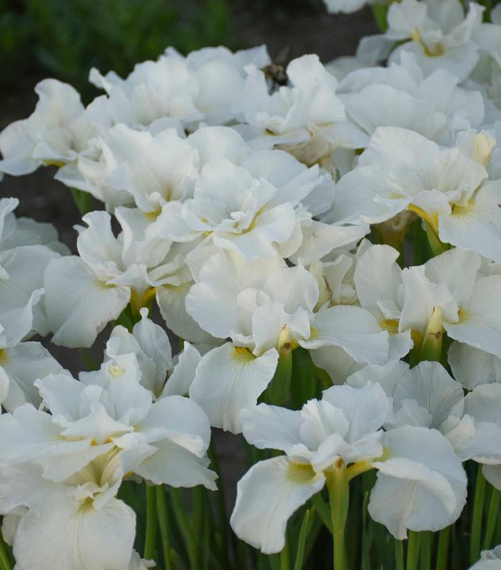 Iris sibirica 'Swans in Flight'