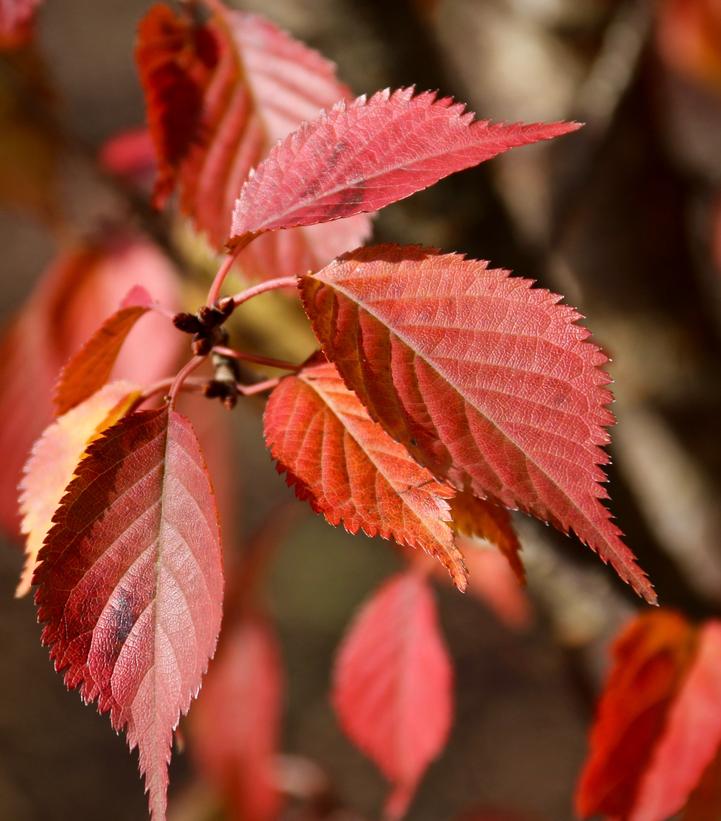 Prunus First Blush®