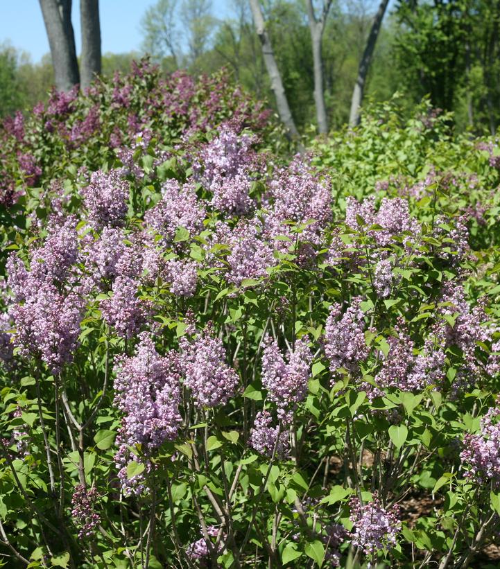 Syringa x hyacinthiflora Scentara® Double Blue