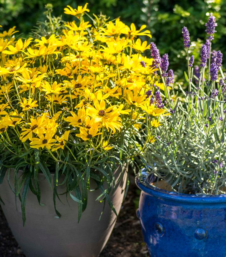 Helianthus salicifolius 'Autumn Gold'