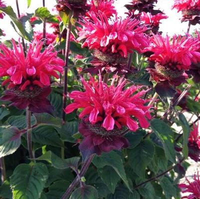 Monarda Bee-You® Bee Happy™