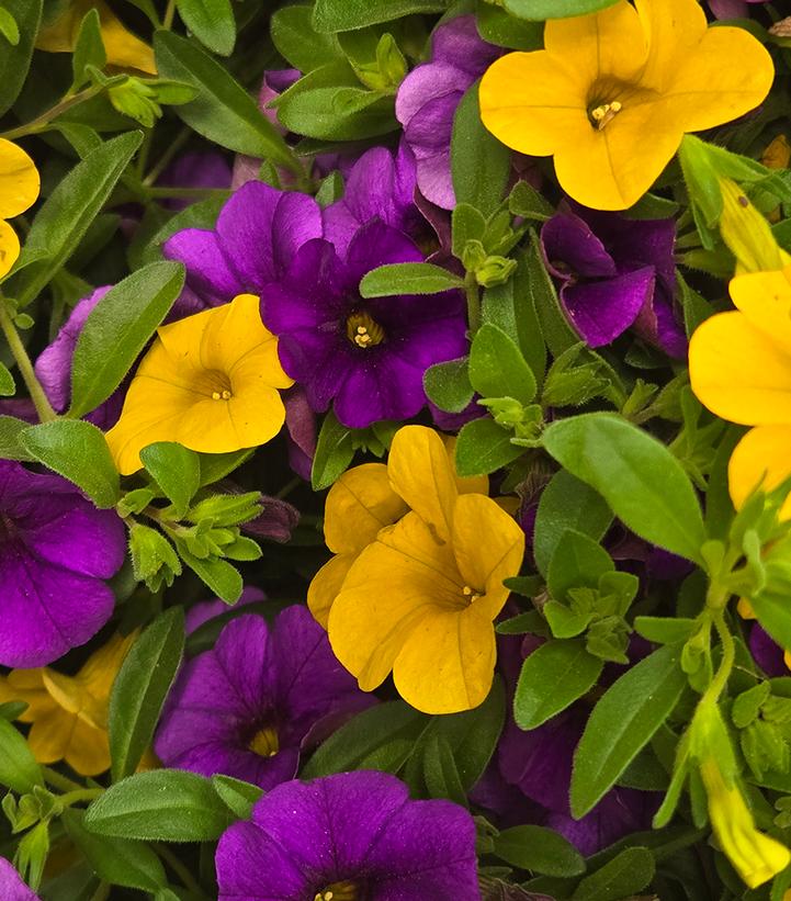 Calibrachoa Million Bells®