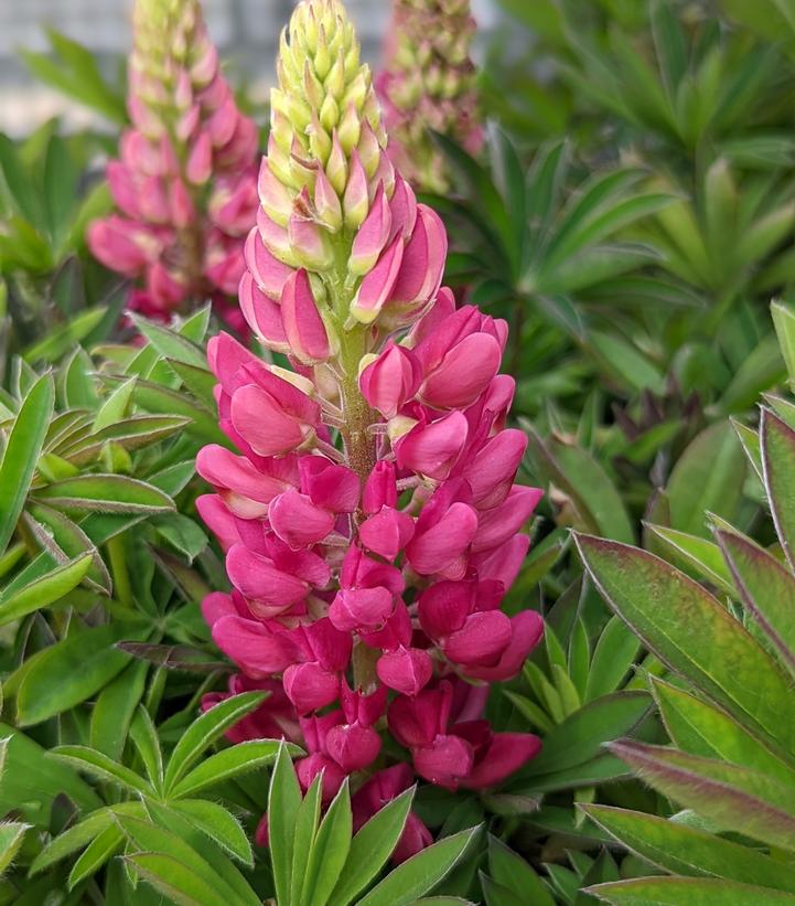 Lupinus polyphyllus 'Lupini Red Shades'