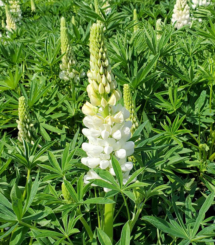 Lupinus polyphyllus 'Lupini White Shades'