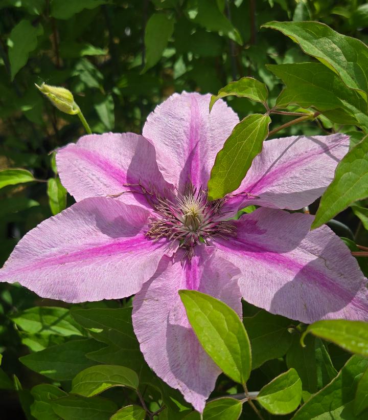 Clematis x Rosalie™