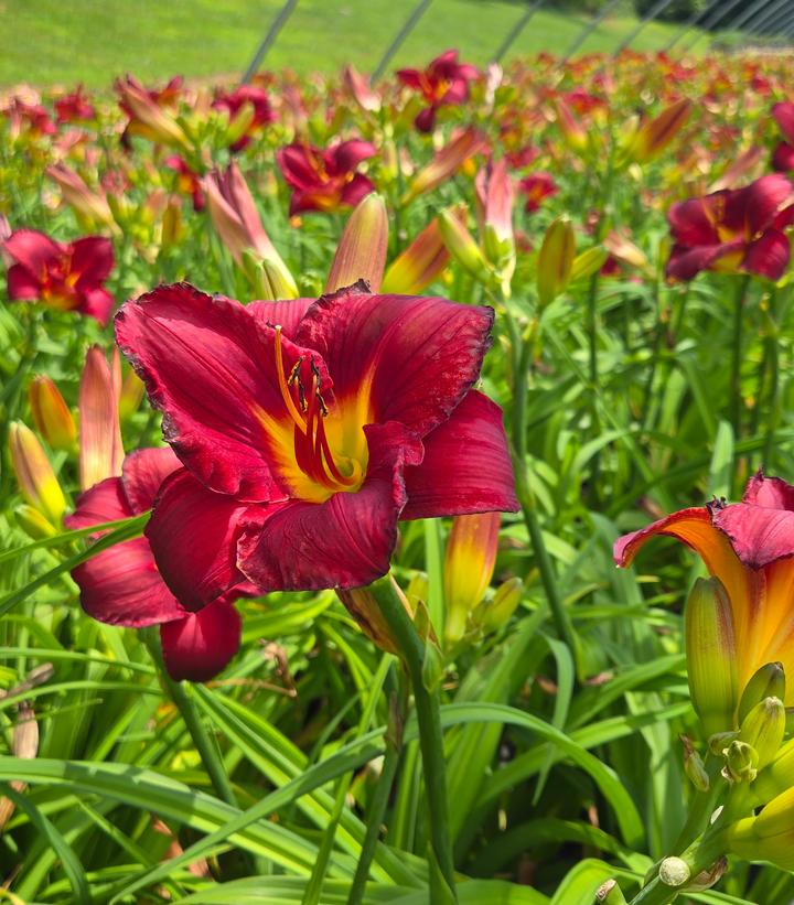Hemerocallis 'Prairie Wildfire'