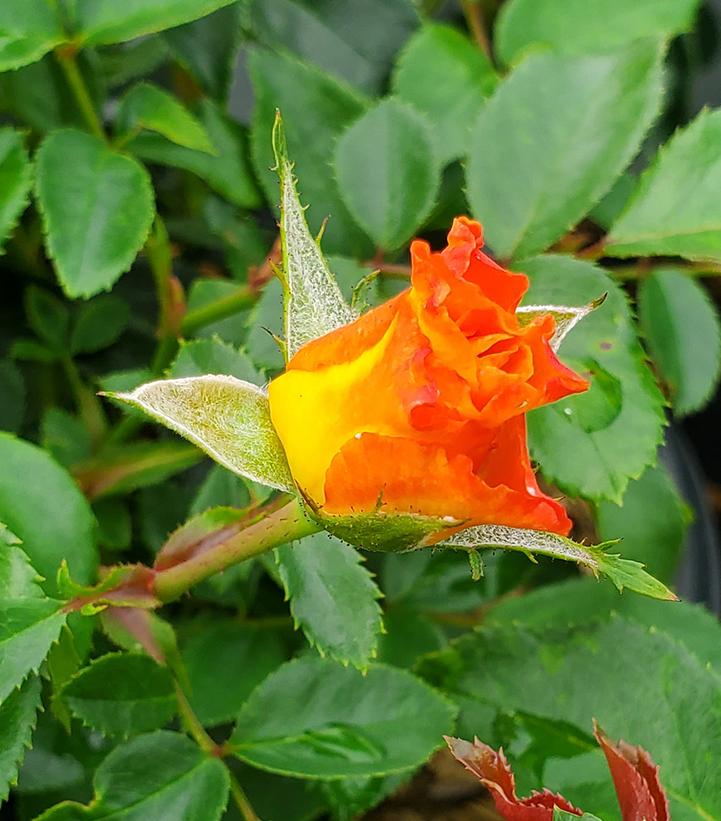 Rosa x Suñorita®