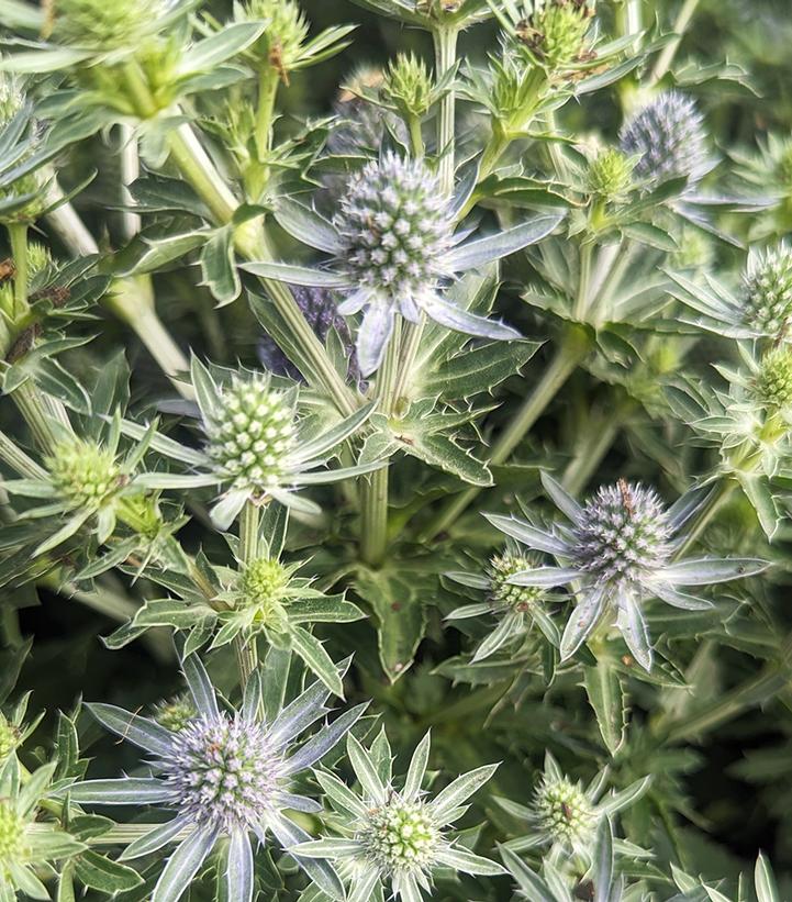 Eryngium 'Blue Hobbit'