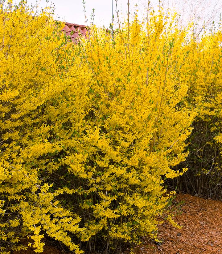 Forsythia x intermedia 'Lynwood Gold'