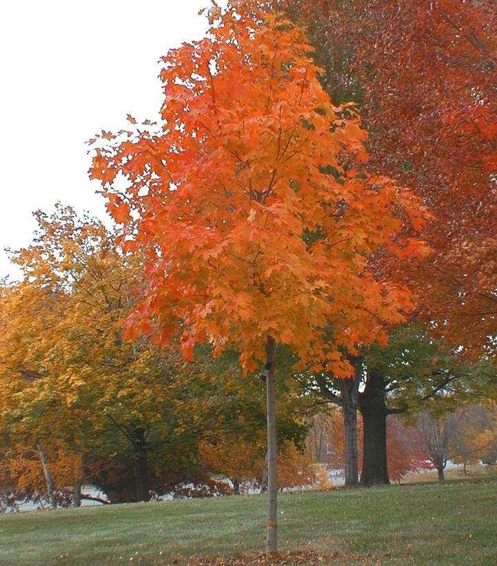 Acer saccharum Fall Fiesta®