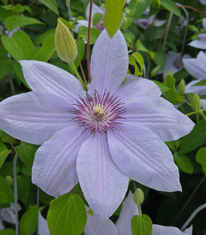 Clematis x Boulevard® Bernadine™