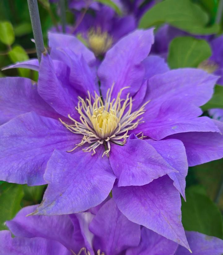 Clematis x Boulevard® Olympia™