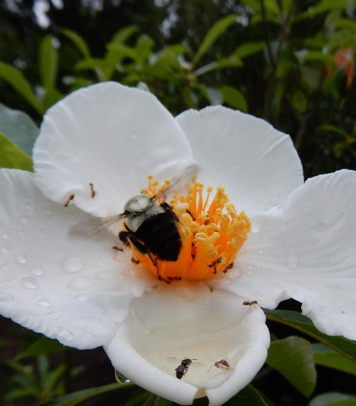 Franklinia alatamaha 