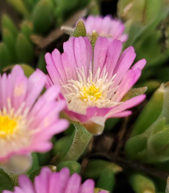 Delosperma cooperi Jewel of Desert® Rosequartz