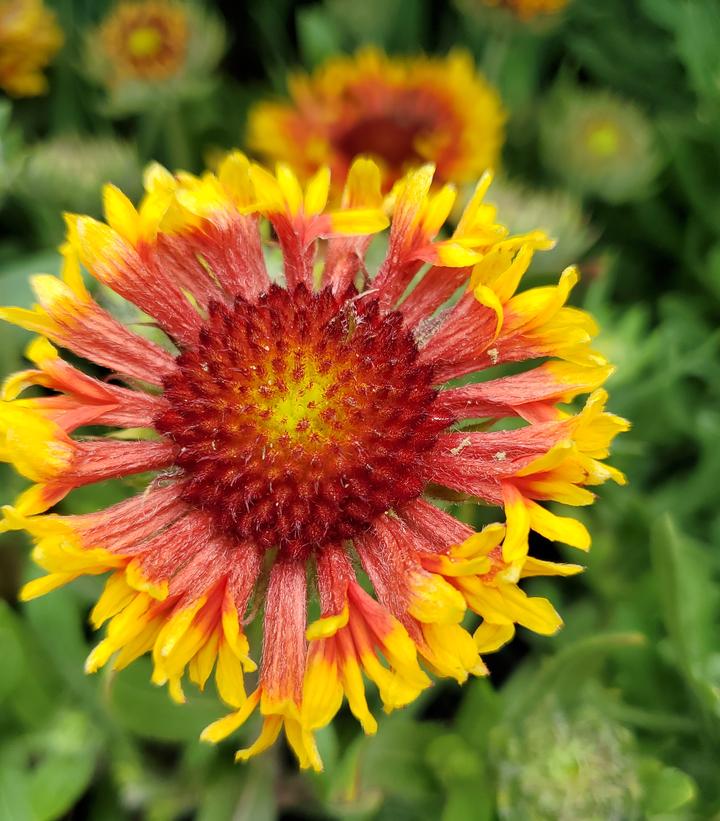 Gaillardia aristata SpinTop® 'Mariachi Copper Sun'