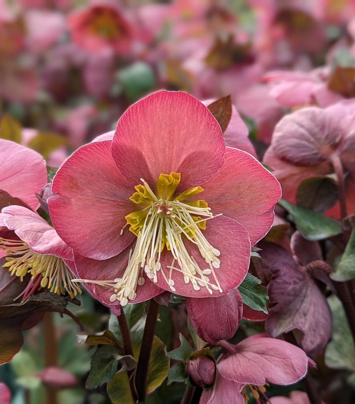 Helleborus x Frostkiss® Cheryl's Shine