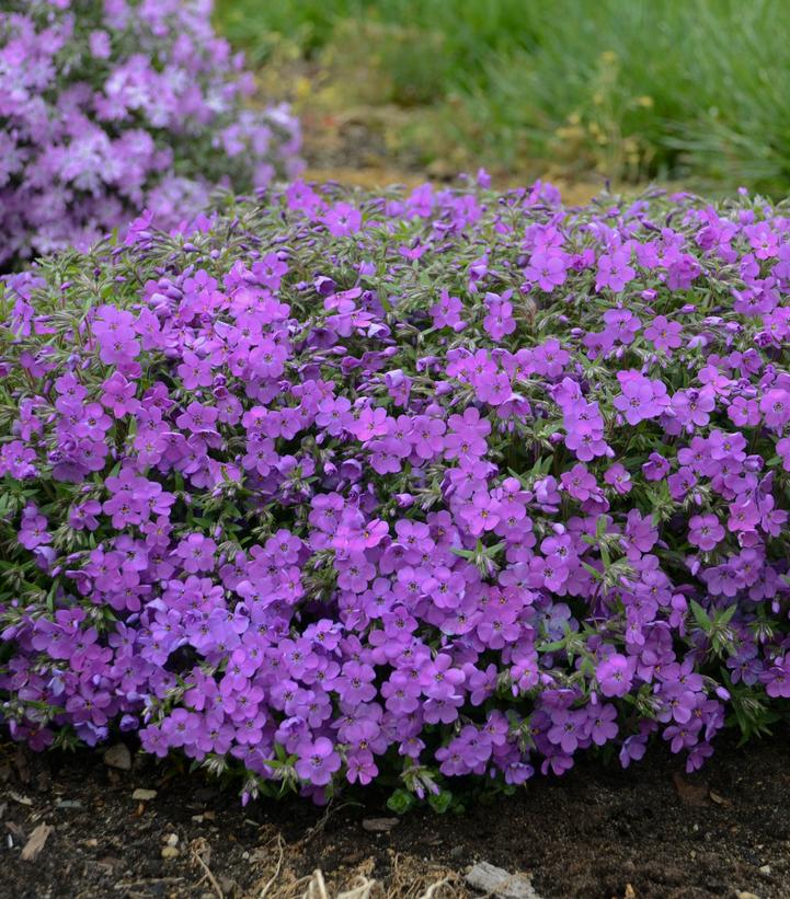 Phlox x 'Purple Sprite'