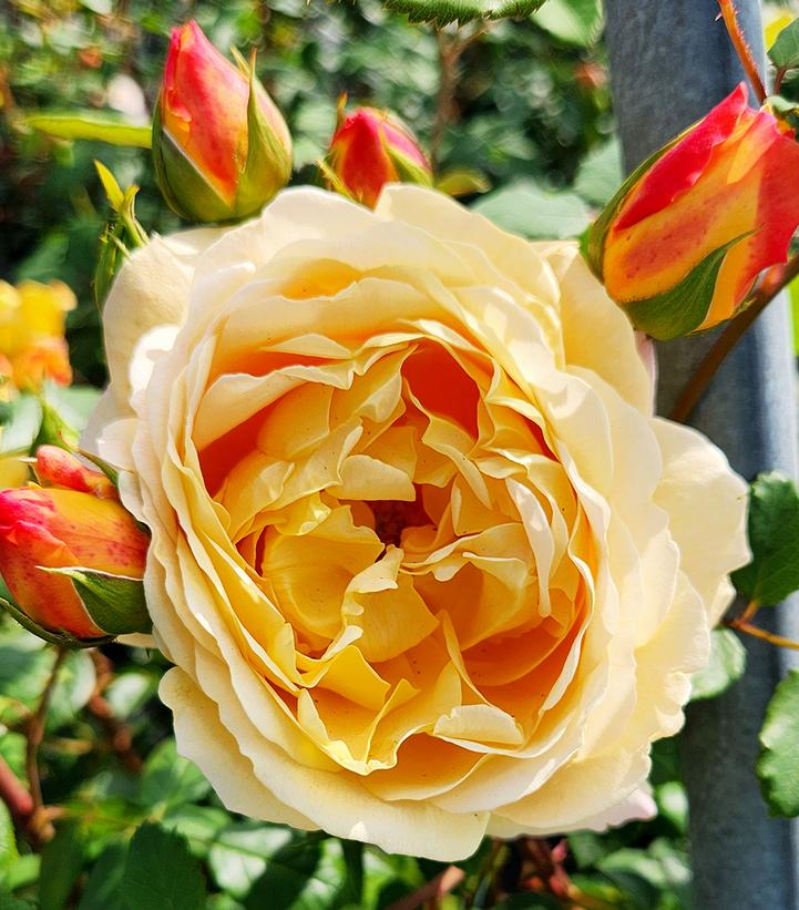 Rosa Golden Celebration®