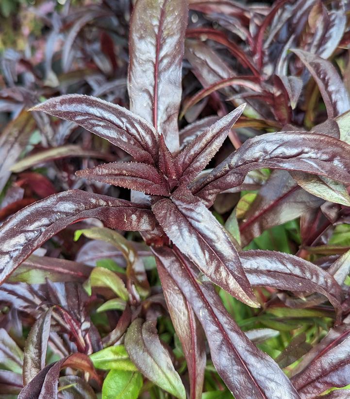 Penstemon Dakota™ Burgundy