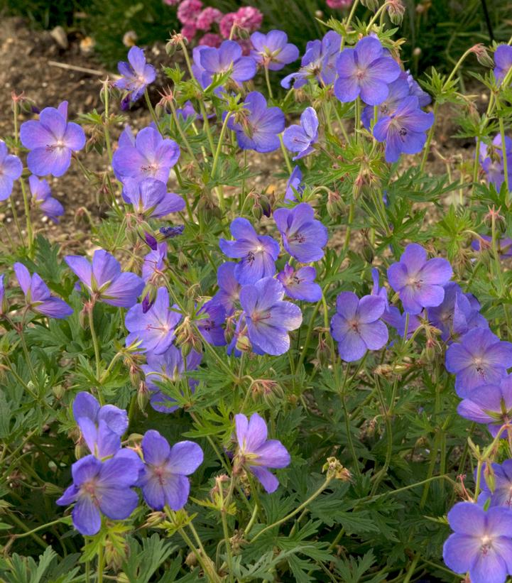 Geranium 'Johnson's Blue'