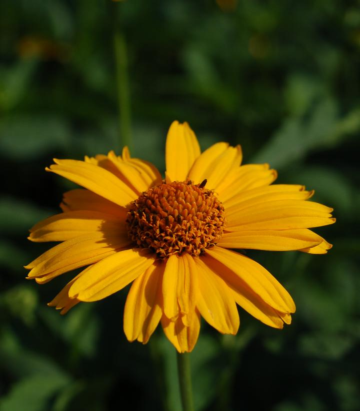 Heliopsis Tuscan Sun