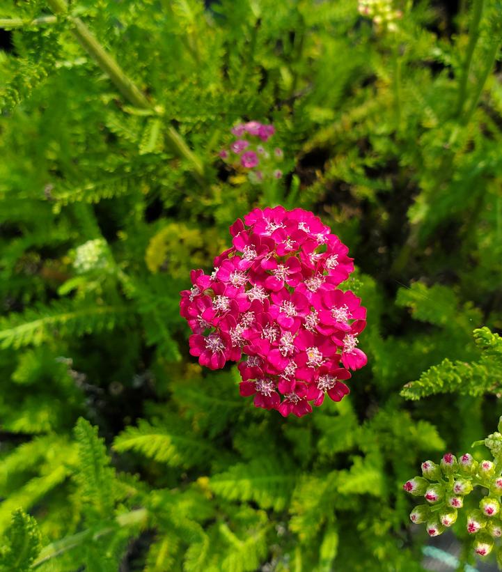 Achillea millefolium 'Pink Grapefruit'