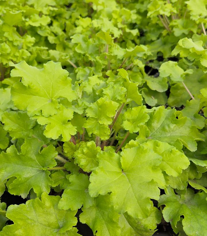 Heuchera 'Lime Marmalade'