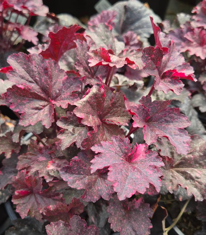 Heuchera Midnight Rose