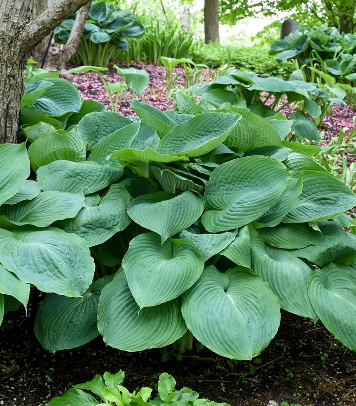 Hosta x 'Big Daddy'