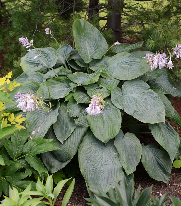 Hosta x Shadowland® Shadowland® 'Empress Wu'