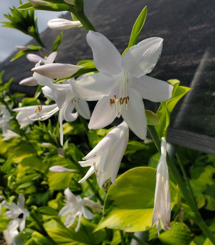 Hosta x 'Guacamole'