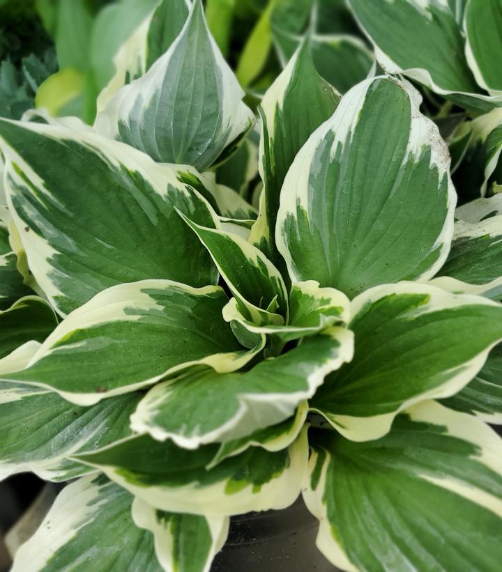 Hosta 'Patriot'