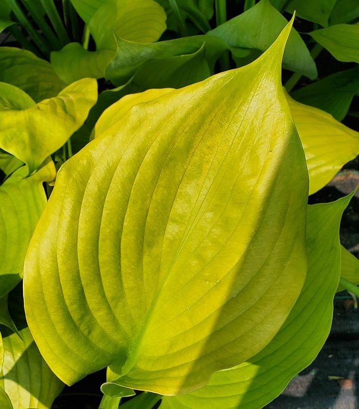 Hosta 'Sum & Substance'