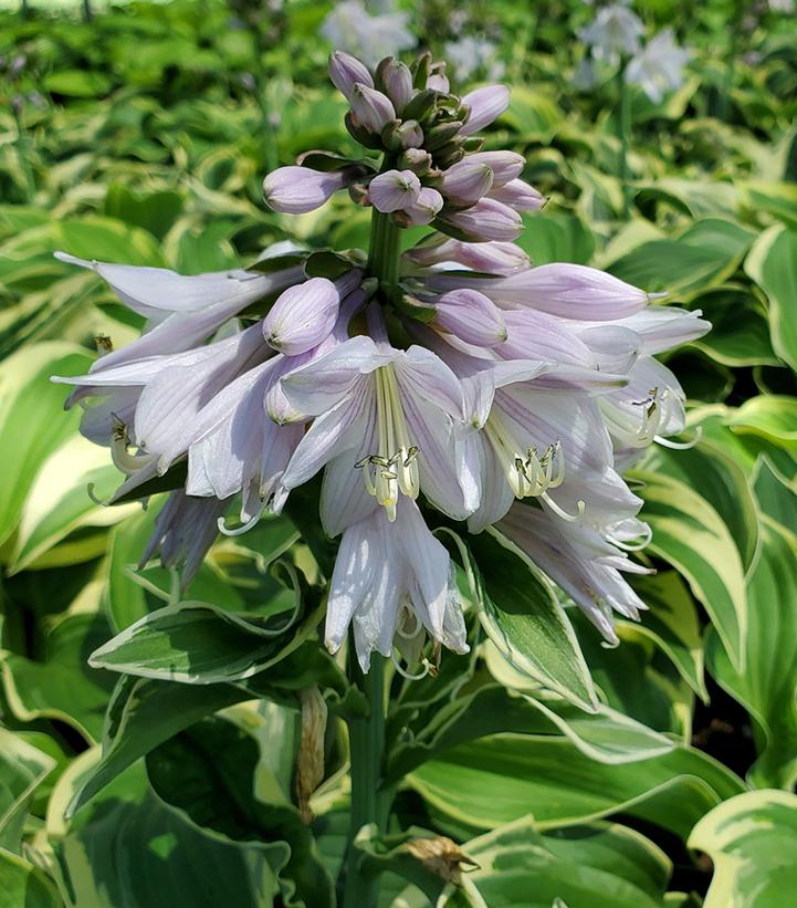 Hosta 'Wide Brim'