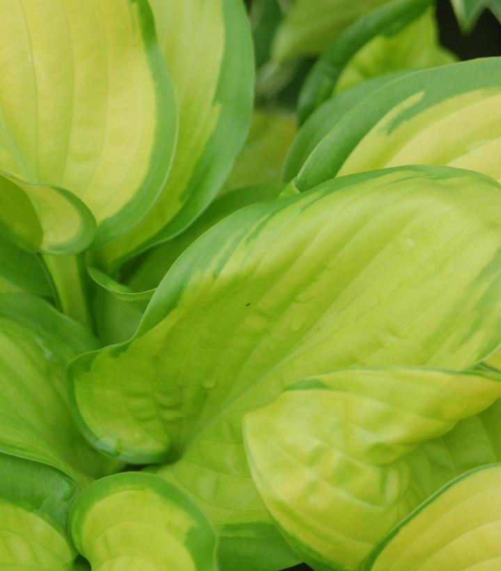 Hosta x 'Stained Glass'