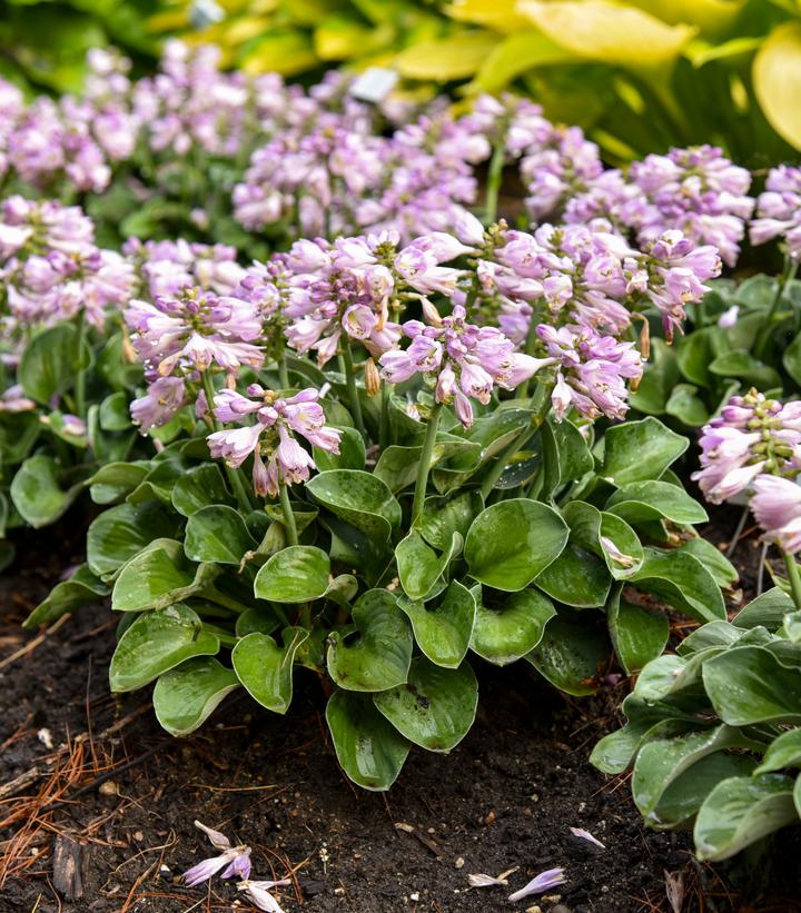 Hosta x 'Blue Mouse Ears'