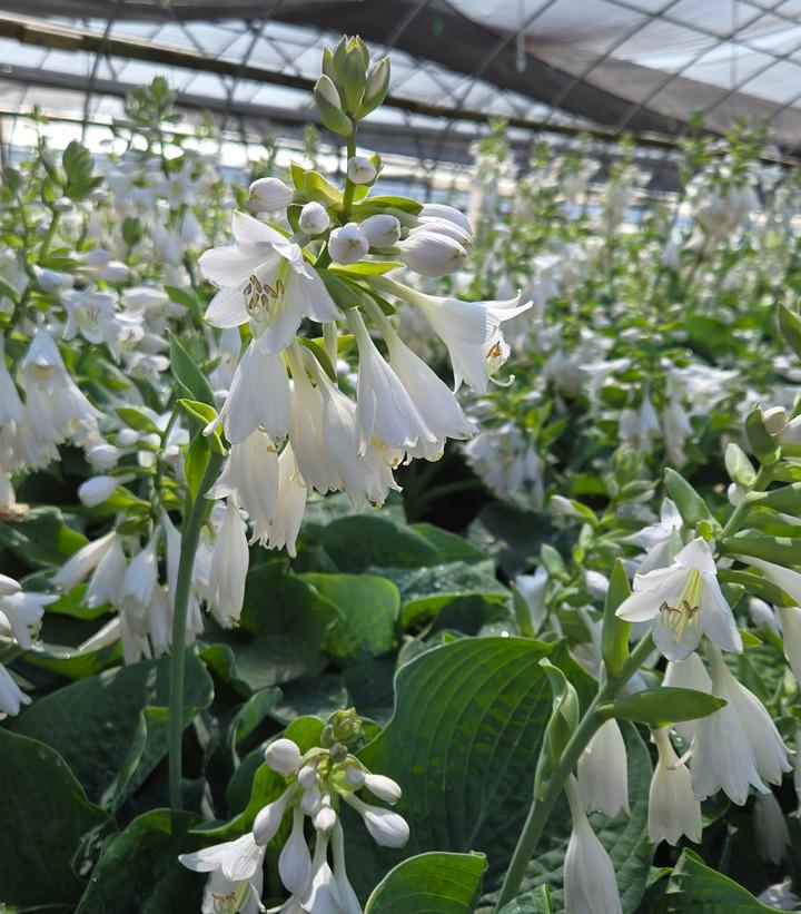 Hosta sieboldiana 'Elegans'