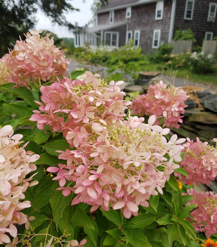 Hydrangea paniculata 'Phantom'