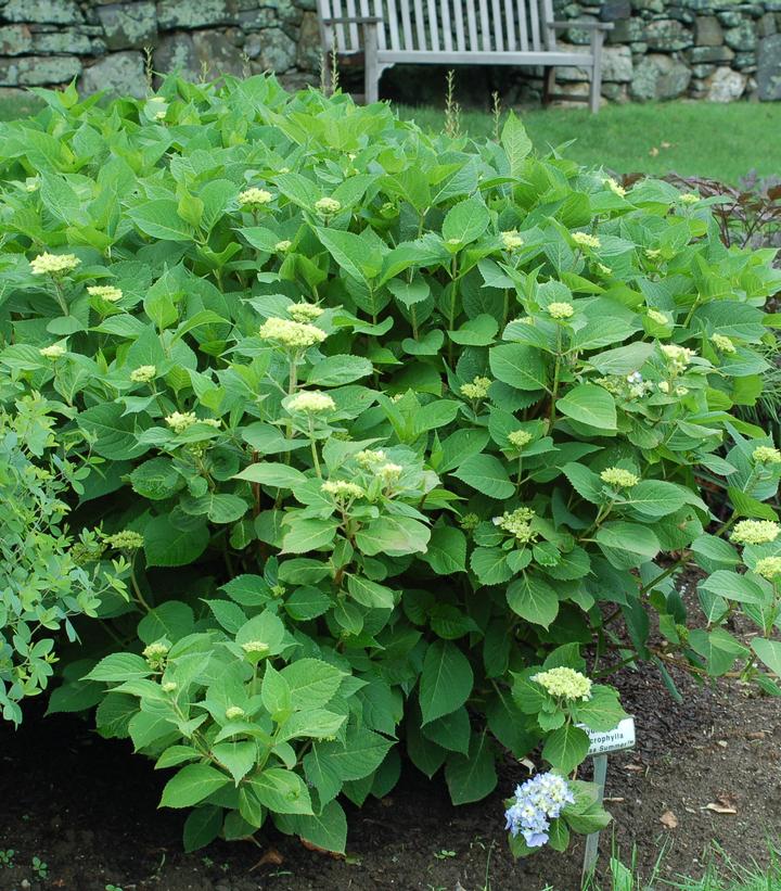 Hydrangea macrophylla Endless Summer® Collection Endless Summer® The Original