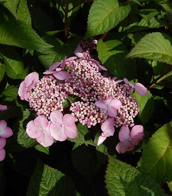Hydrangea macrophylla Endless Summer® Collection Endless Summer® Twist-N-Shout®