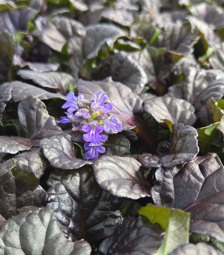 Ajuga reptans Black Scallop
