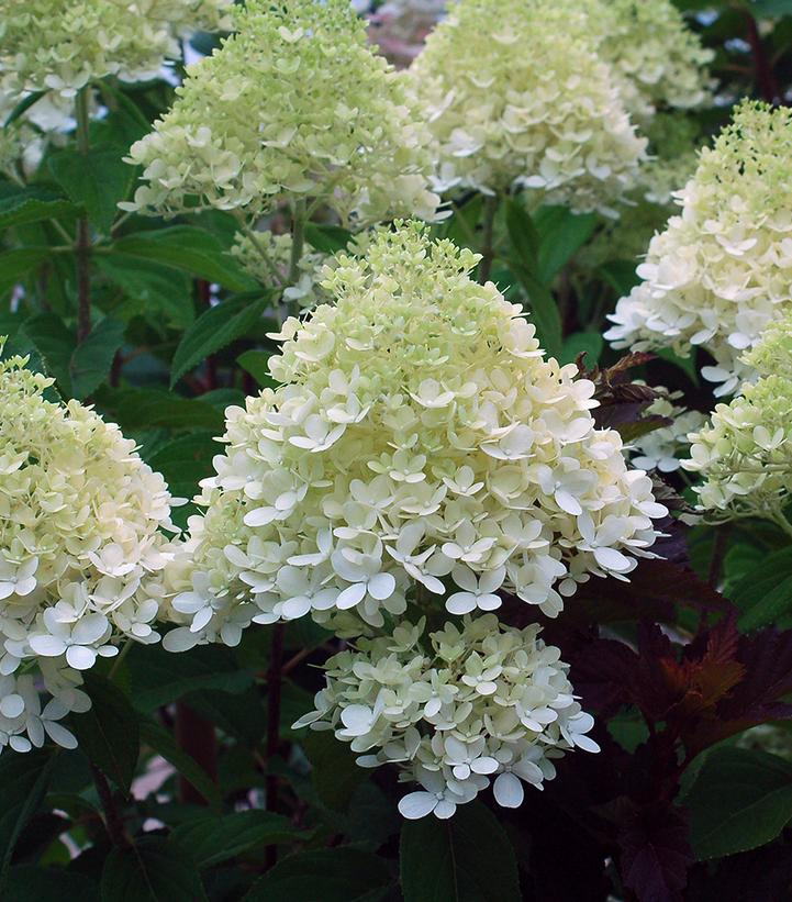 Hydrangea paniculata 'Limelight'