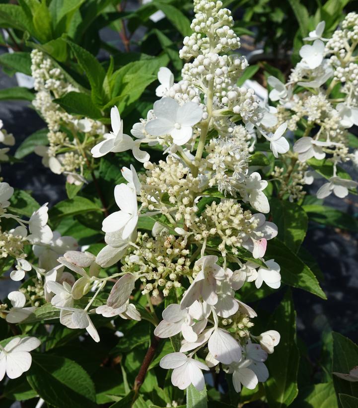 Hydrangea paniculata Pinky Winky®