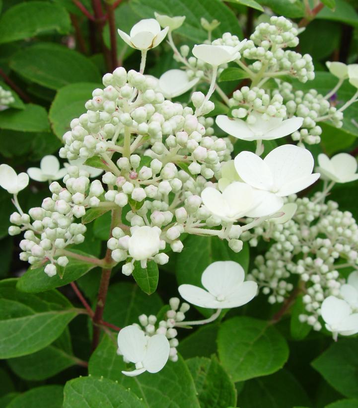 Hydrangea paniculata Quick Fire®