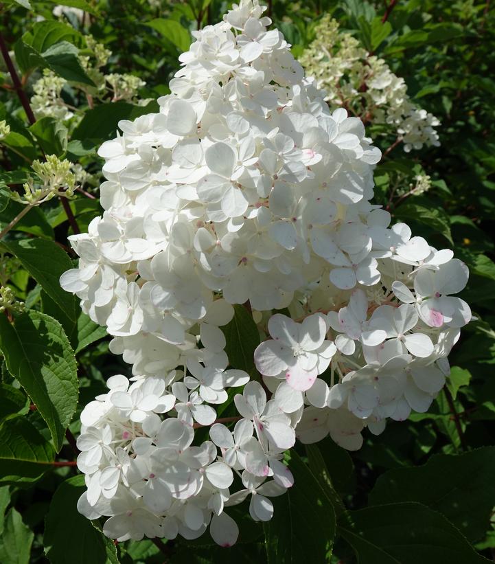 Hydrangea paniculata Vanilla Strawberry™