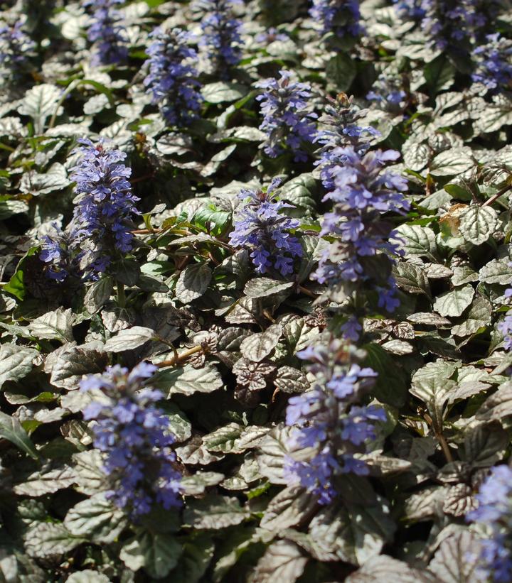 Ajuga pyramidalis 'Metallica Crispa'